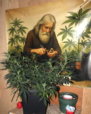 Feb 26 Srawberry Purps Clone.JPG Feb 26 Srawberry Purps Clone.JPG