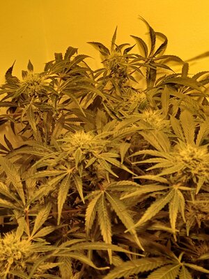 F7 (3).jpg F7 (3).jpg