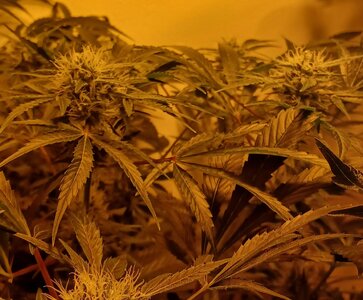 F7 (15).jpg F7 (15).jpg