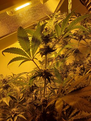 F7 (5).jpg F7 (5).jpg