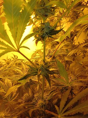 F7 (7).jpg F7 (7).jpg