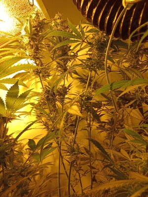 F7 (9).jpg F7 (9).jpg