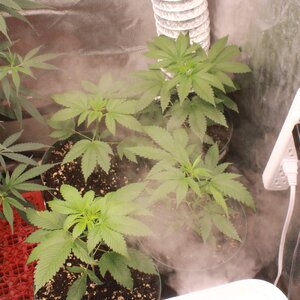 Mar 3 2 BBMC 2Bldream.JPG Mar 3 2 BBMC 2Bldream.JPG