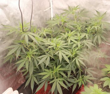 Mar 3 Strawberry Purp clones.JPG Mar 3 Strawberry Purp clones.JPG