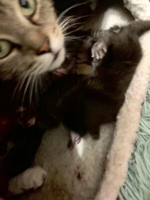 IMG_E7203.JPG IMG_E7203.JPG