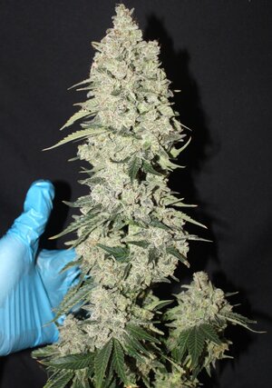 Nov 5 Zamal Dreams P2 hand.JPG