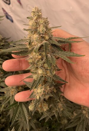 IMG_E7195.JPG IMG_E7195.JPG