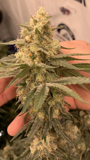 IMG_E7196.JPG IMG_E7196.JPG