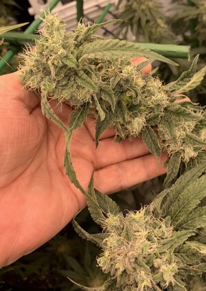 IMG_E7197.JPG IMG_E7197.JPG