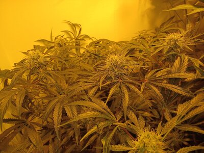 F8 (2).jpg F8 (2).jpg