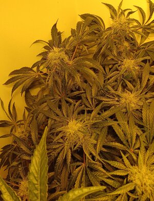 F8 (3).jpg F8 (3).jpg