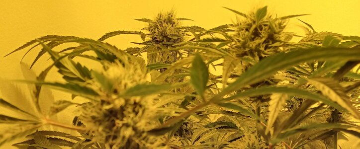 F8 (4).jpg F8 (4).jpg