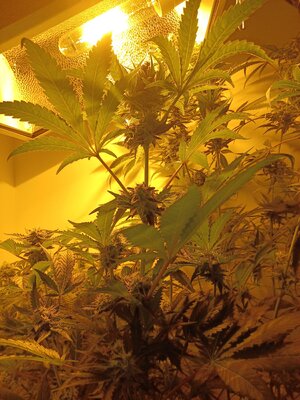 F8 (1).jpg F8 (1).jpg