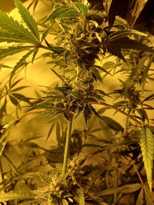 F8 (8).jpg F8 (8).jpg