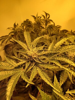 F8 (11).jpg F8 (11).jpg