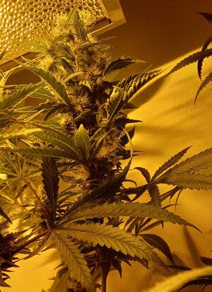 F8 (6).jpg F8 (6).jpg