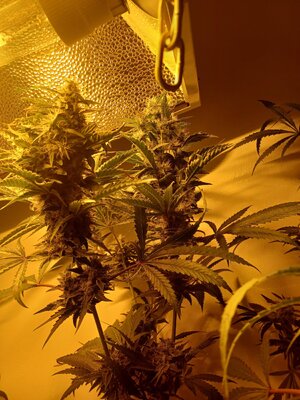 F8 (7).jpg F8 (7).jpg