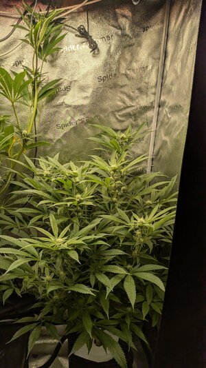 PXL_20260307_015809506.jpg PXL_20260307_015809506.jpg