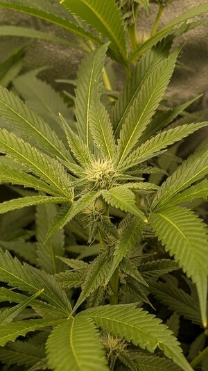 PXL_20260307_015818063.PORTRAIT.jpg PXL_20260307_015818063.PORTRAIT.jpg