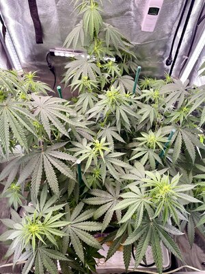 IMG_3764.jpeg IMG_3764.jpeg