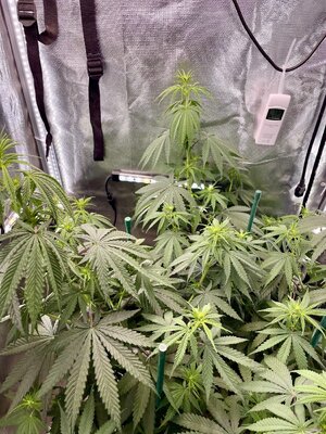 IMG_3762.jpeg IMG_3762.jpeg