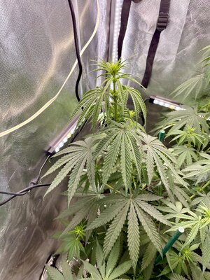 IMG_3761.jpeg IMG_3761.jpeg