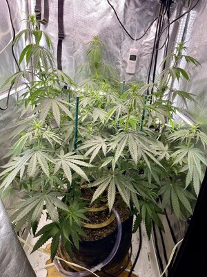 IMG_3760.jpeg IMG_3760.jpeg