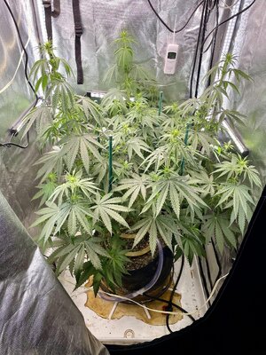 IMG_3759.jpeg IMG_3759.jpeg