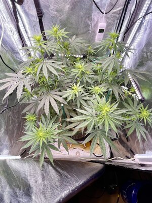 IMG_3798.jpeg IMG_3798.jpeg