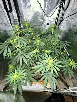 IMG_3799.jpeg IMG_3799.jpeg