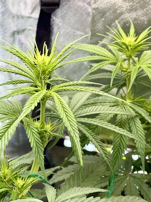 IMG_3803.jpeg IMG_3803.jpeg