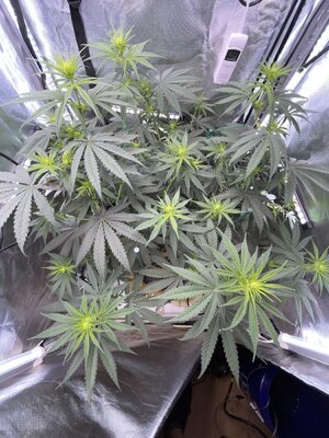 IMG_3805.jpeg IMG_3805.jpeg