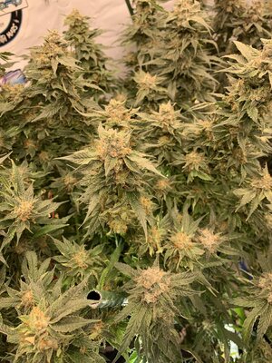 TD (2).JPG TD (2).JPG