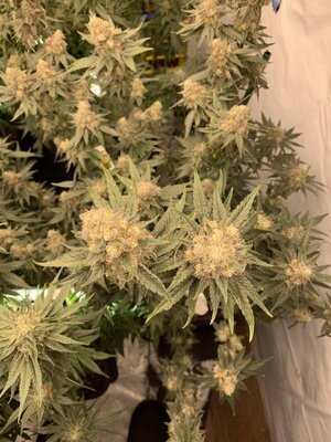 Runtz (2).JPG Runtz (2).JPG