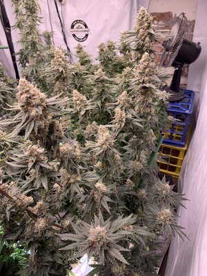 Runtz (3).JPG Runtz (3).JPG