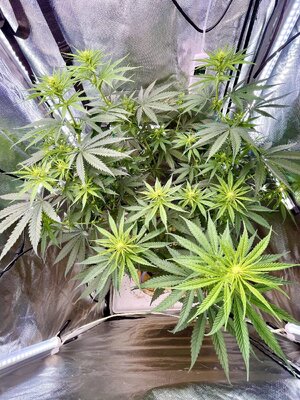 IMG_3832.jpeg