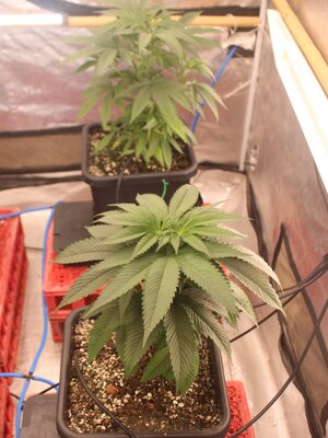 Mar 13 5x5 a.JPG Mar 13 5x5 a.JPG