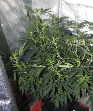 Mar 13 strapurpClone2.JPG Mar 13 strapurpClone2.JPG