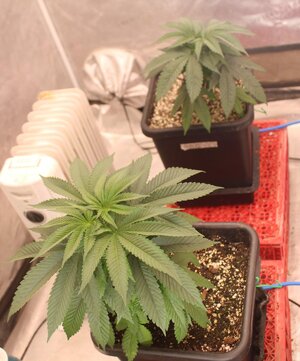 Mar 15 5x5 b.JPG Mar 15 5x5 b.JPG