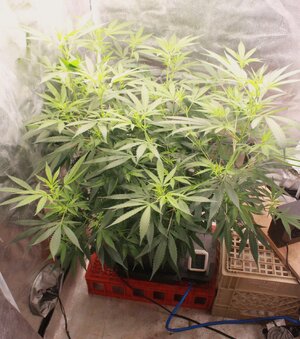 Mar13 Strapurp clone.JPG Mar13 Strapurp clone.JPG