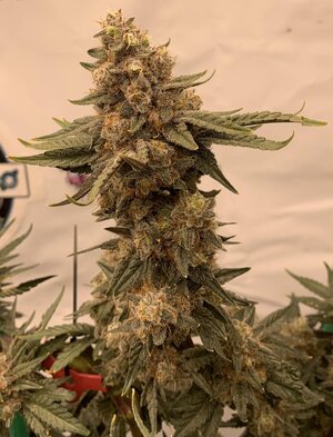 IMG_E7305.JPG IMG_E7305.JPG