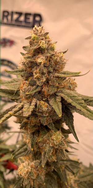 IMG_E7304.JPG IMG_E7304.JPG