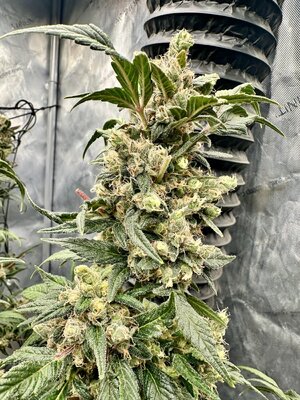 IMG_9223.jpeg