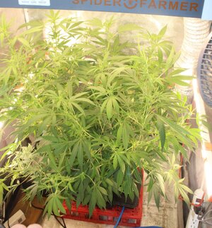 Mar 17 clone with side lights on.JPG Mar 17 clone with side lights on.JPG