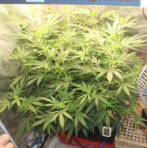 Mar 17 clone.JPG Mar 17 clone.JPG