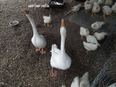 geeseandchicks.JPG