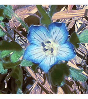 Bluewildflower.png