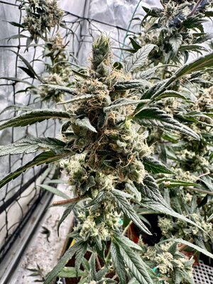 4c111bb72587c3e2b9de1faa9572fb1b36ba2a17 (1).jpeg