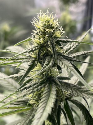 IMG_3910.jpeg IMG_3910.jpeg