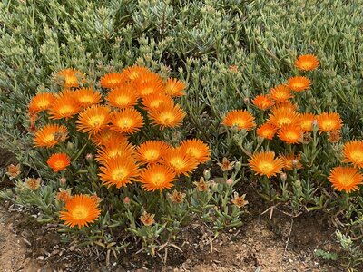 IMG_3920.jpeg